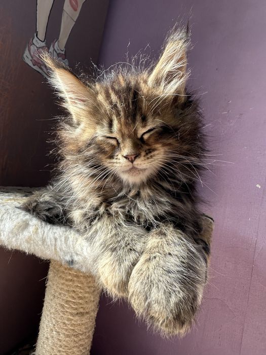 Котята Мейнкуны полидакты