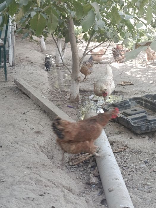 Продам кур домашних