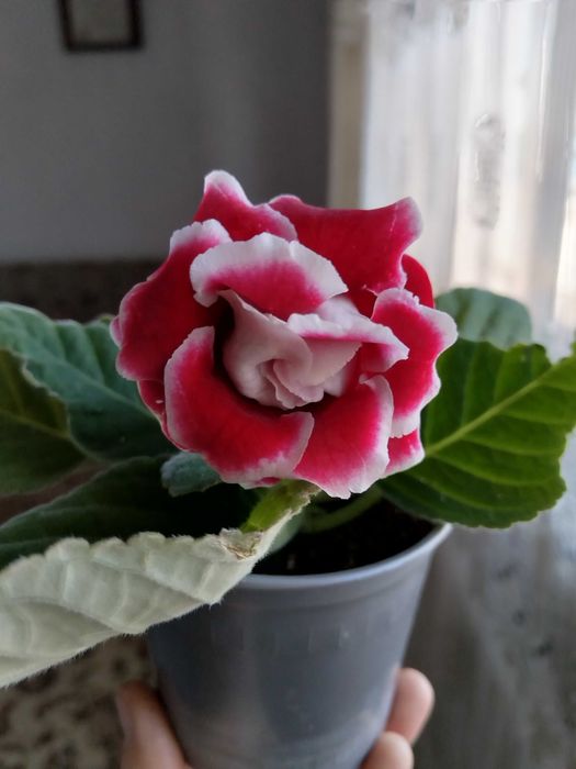 Продам комнатные цветы