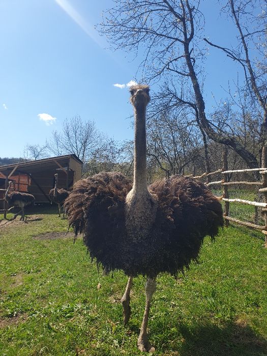 Afacere cu struti. Oua de strut de vanzare.