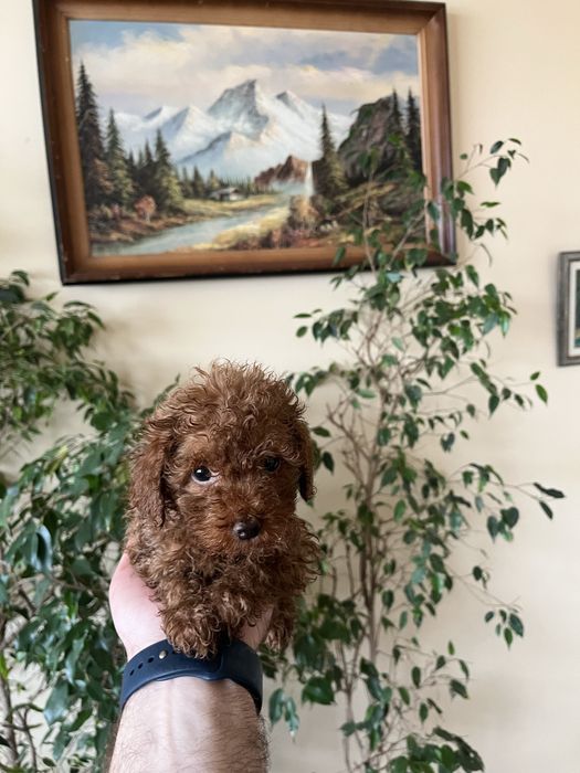 Мини пудели, цвят червен