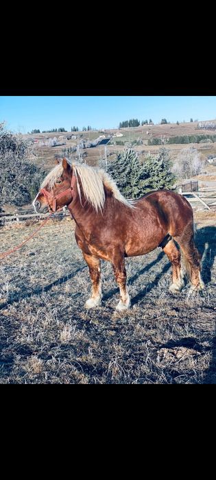 Vind armăsar 5ani de fitero