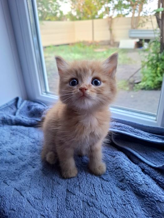 Подарю котят в добрые руки