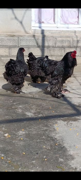 Brama tuxum sotiladi