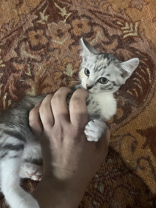 Отдам котят в добрые руки