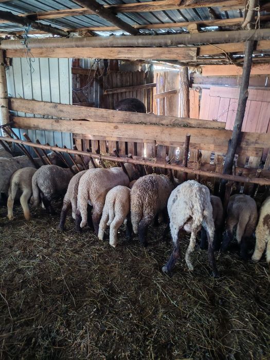 Vând 45 de oi cu prețul de 600 de lei bucata