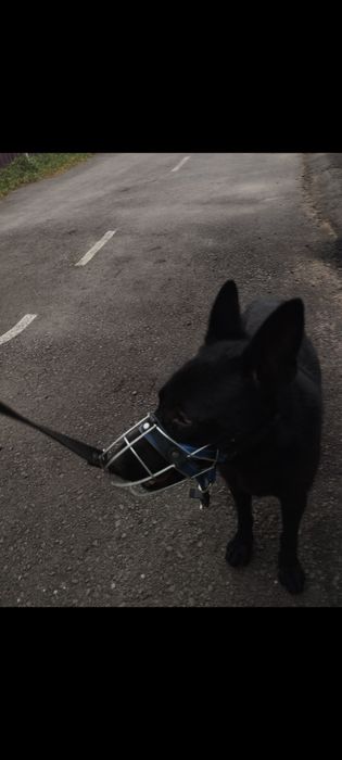 металлический намордник