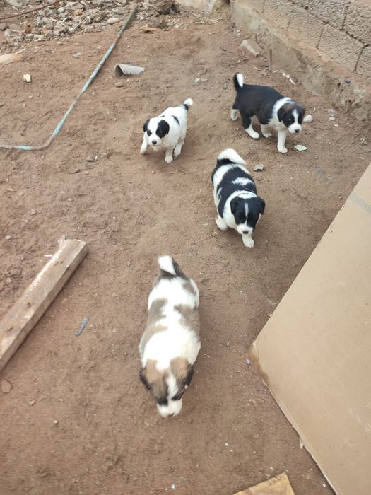 Продается щенки смешанная алабай