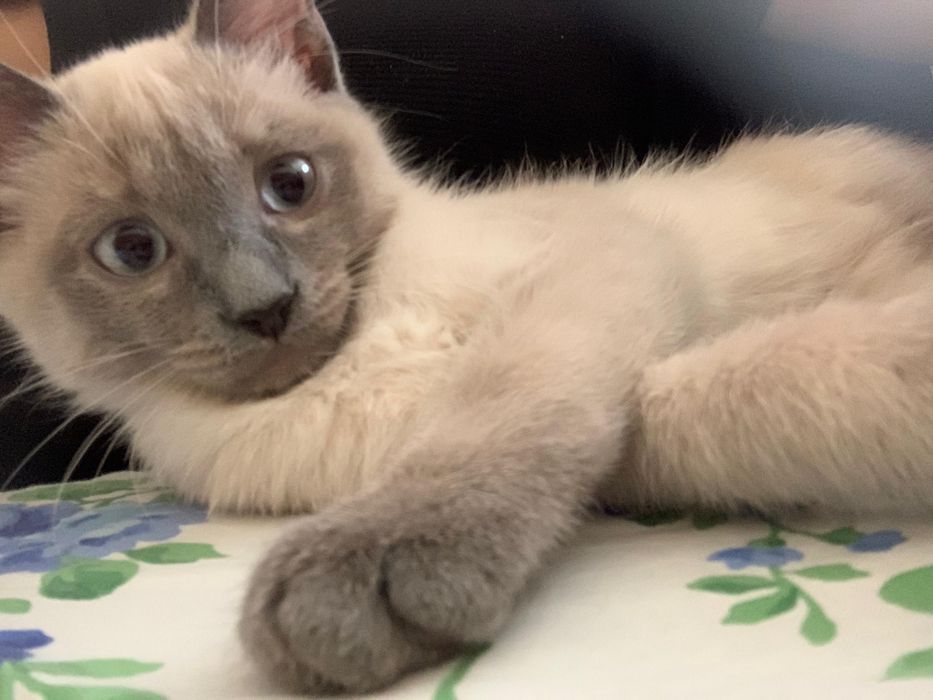 Кошка сиамская порода