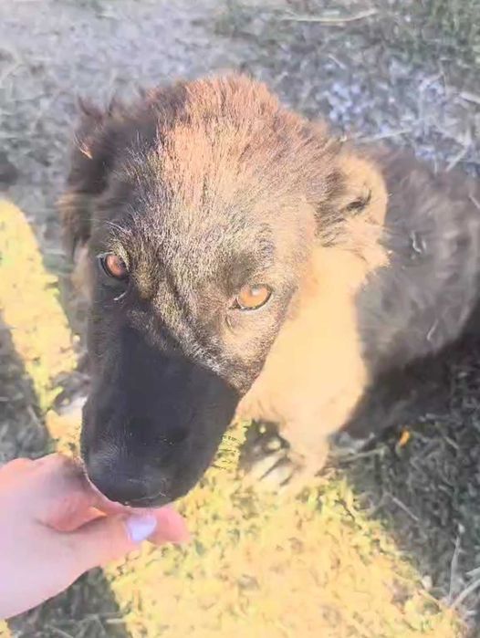 2 малки кученца спешно търсят дом!