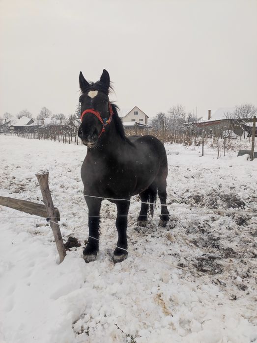 vand sau schimb iapa de 3 ani