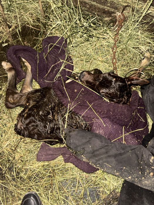 Продам двух телят