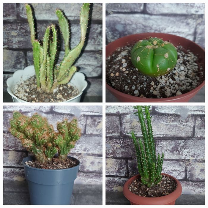 Продам кактусы разные