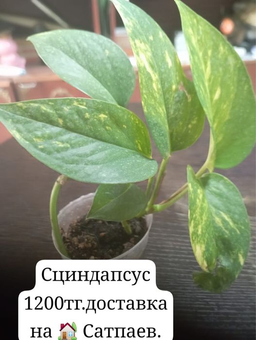 Цветок сциндапсус комнатный