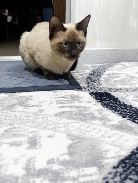 Отдам даром кота