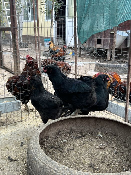 Oua incubat araucana potarnichiu - gat auriu - negru - australorp alb - albastru - plymouth rock barat