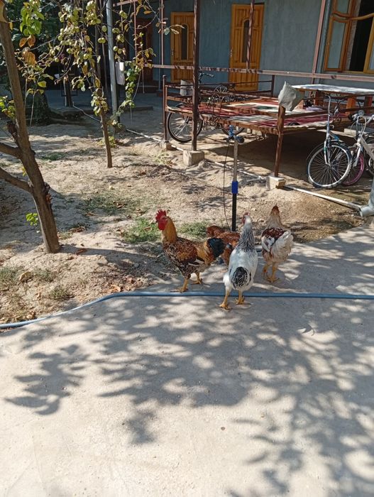 Horozlar sotiladi 6 oylik