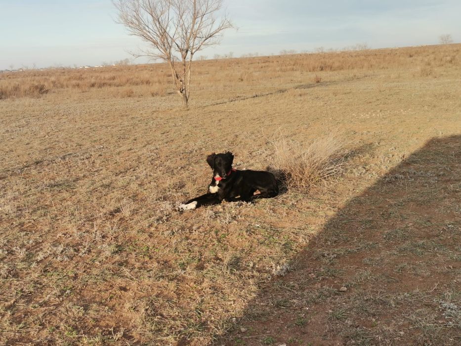 Продаю тазы .Продаю Гончи