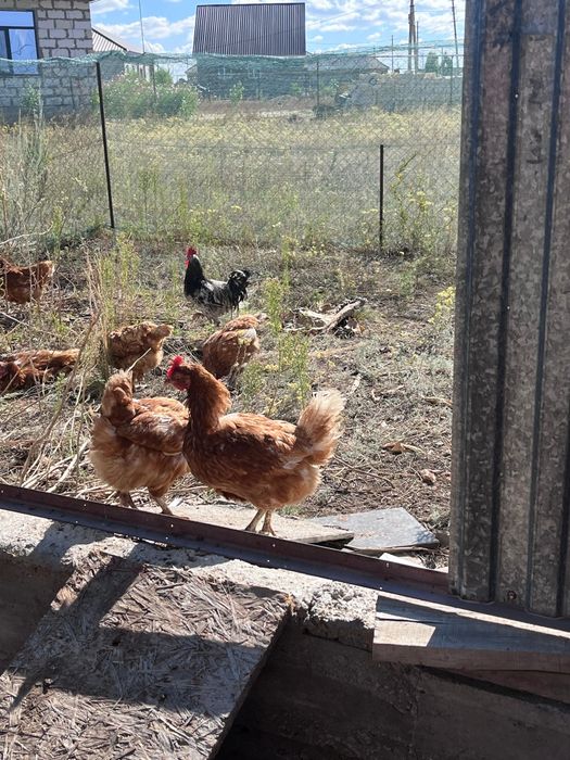 Продам кур Ломан Браун