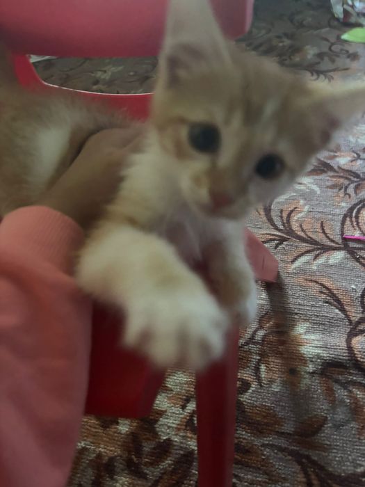 Отдам котенка с лотком