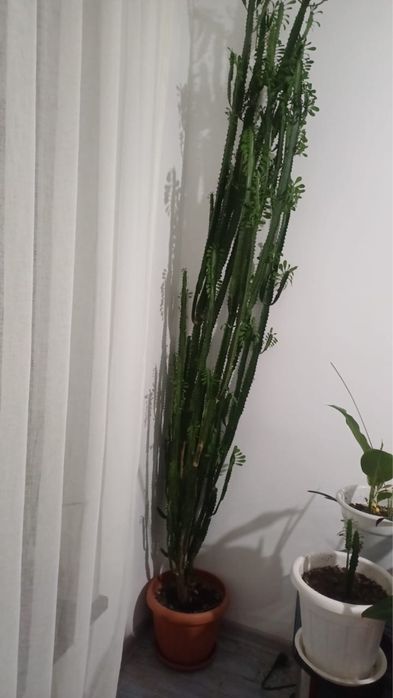 Продам растение кактус молочай