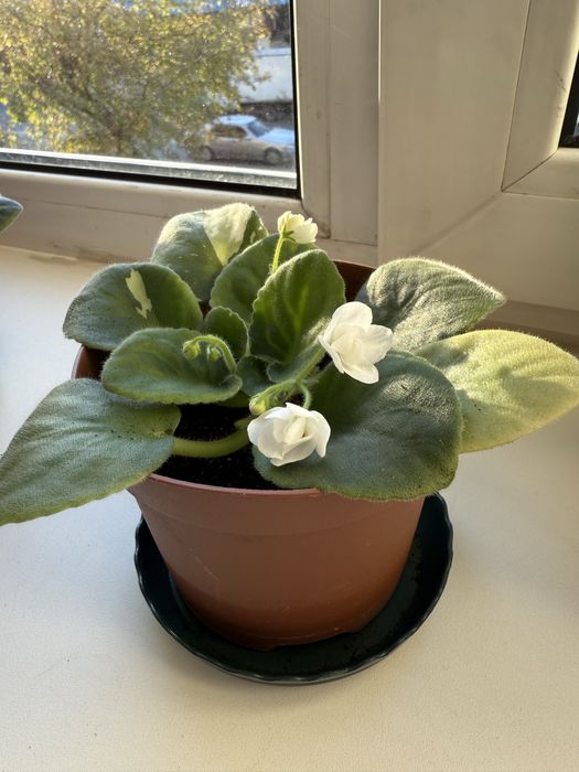 Фиалки комнатные