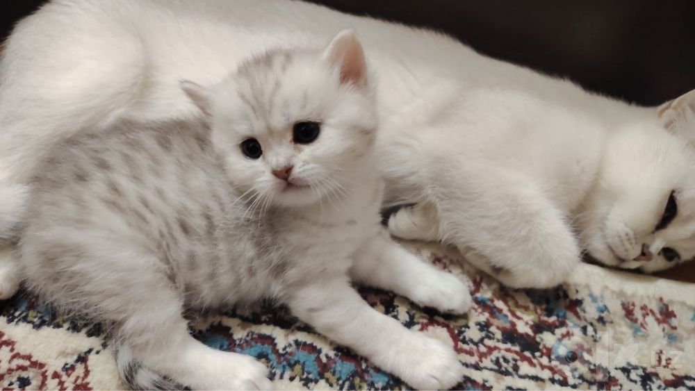 шиншилла котята