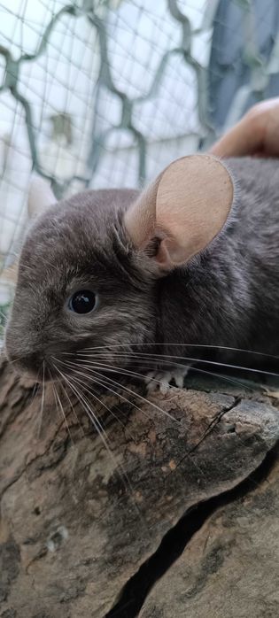 Шиншиллы в Ташкенте