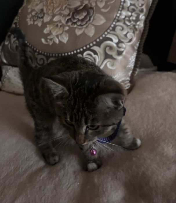 котенок в хорошие руки