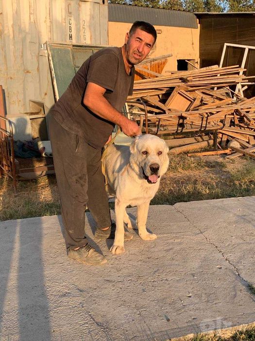 Продам Алабая, 11 месяцев