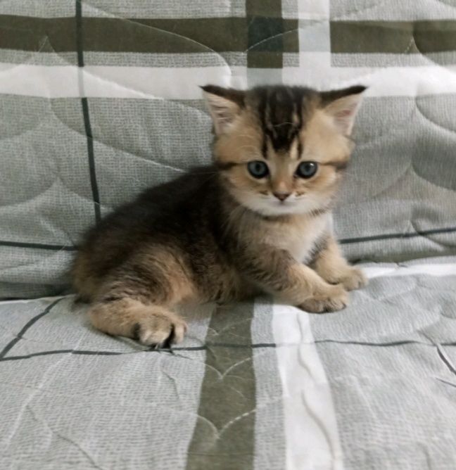 Шотландская девочка
