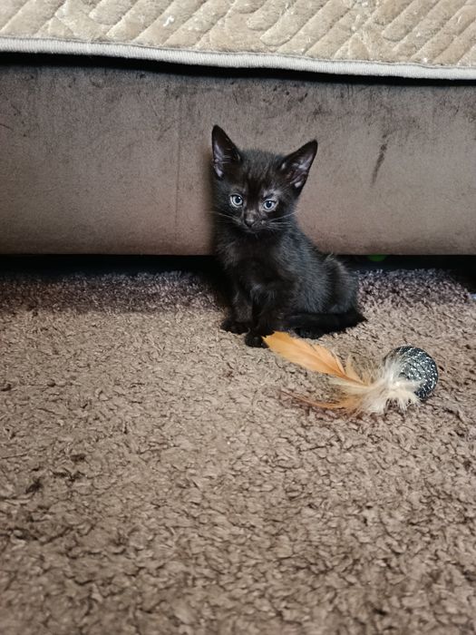 Котенок Отдам котят в добрые руки