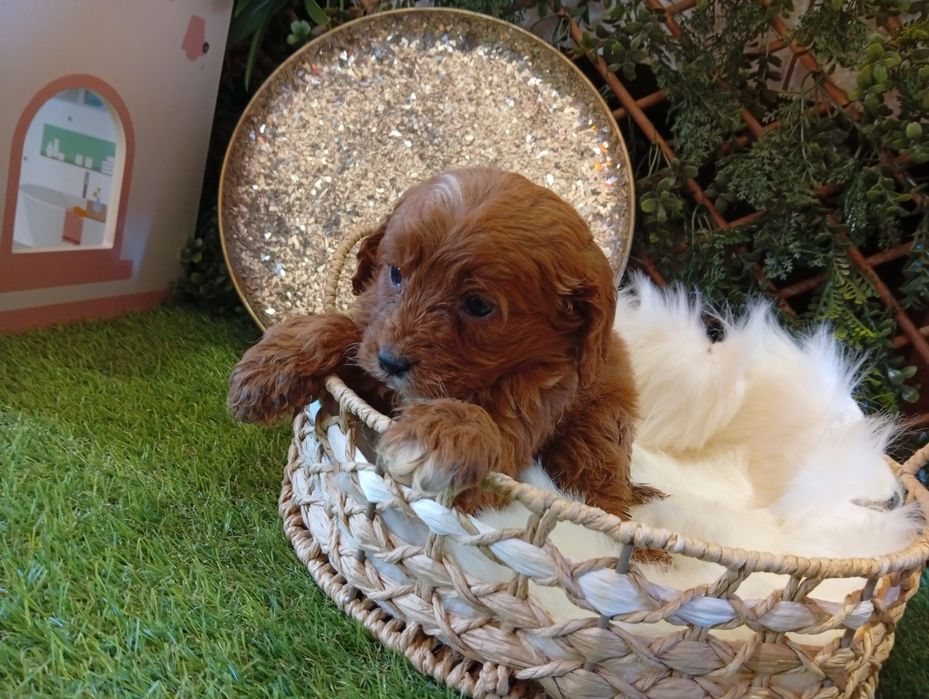 Cavapoo fetița jucausa
