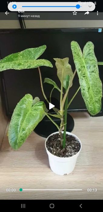 Домашние растения