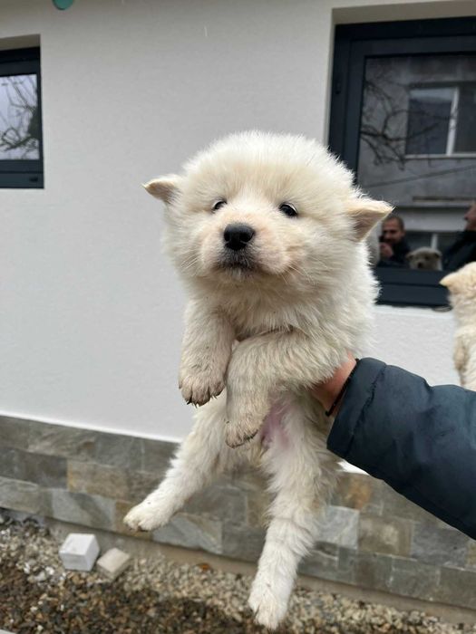 Подарявам кученца