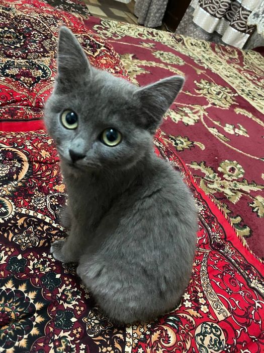 Zotdor ayol 5 oylik latok urgangan