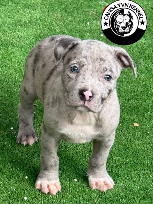 Amstaff blue merle