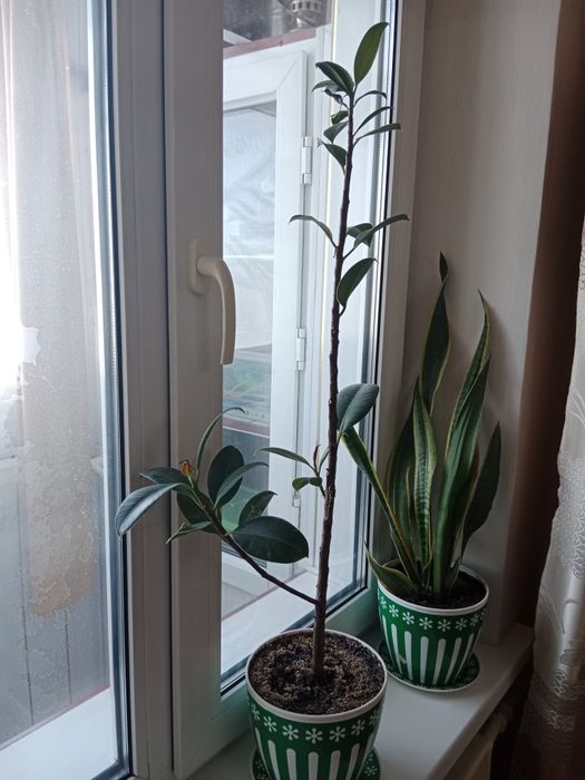 Продам домашние цветы