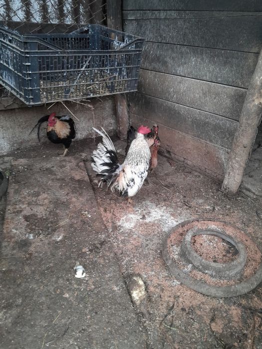 Găini pitice tinere