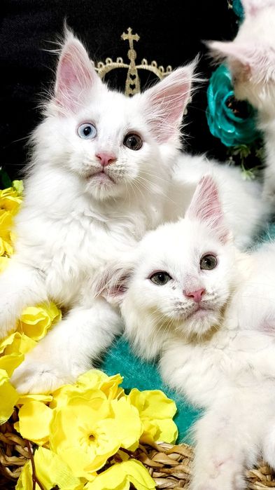 Exclusive ! БЕЛОСНЕЖНЫЕ Солид - Мейн куны .