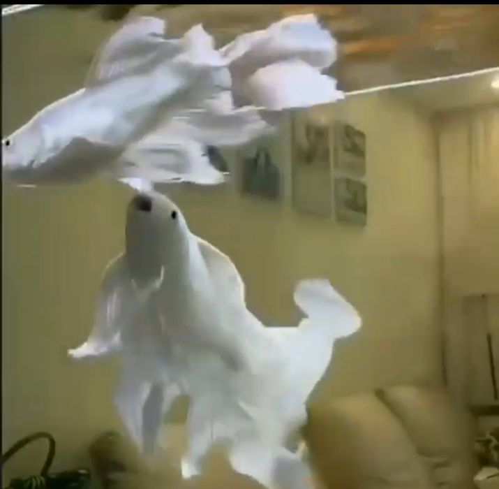 Коя платина гигант