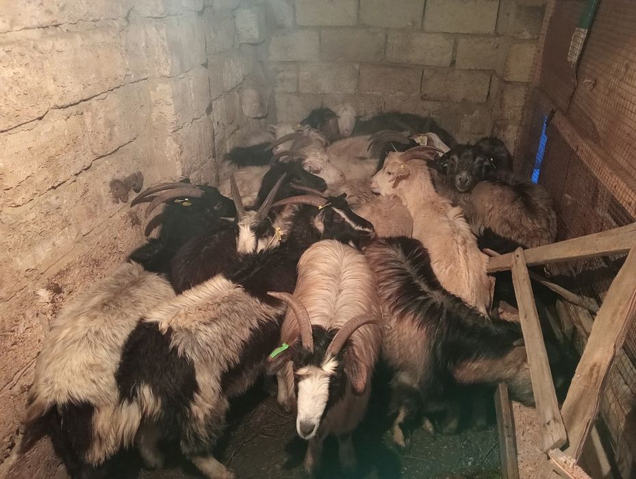 Ешкі серкешік теке текешік