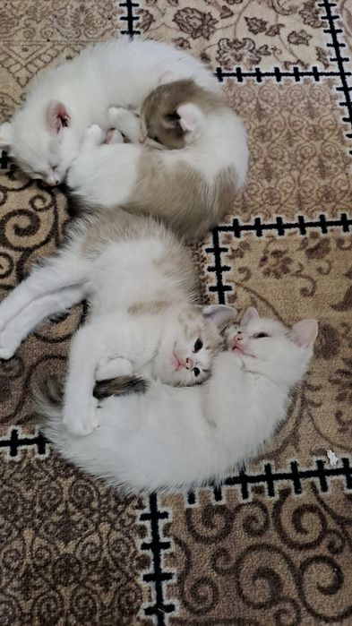 Милые игривые котята