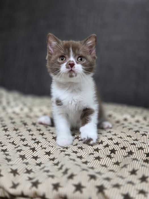 Шотландский кот 2,5 месяца