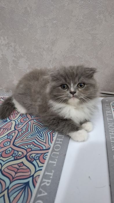 Шотландская фолд