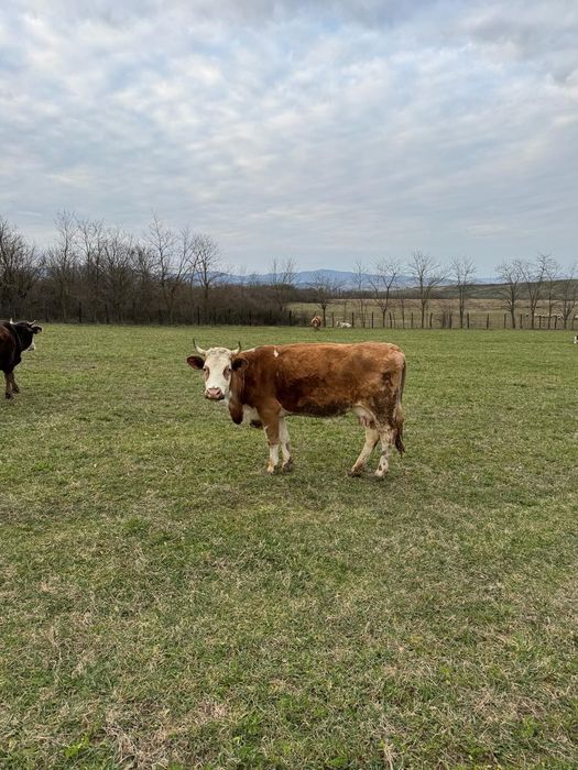 Vând vaca, 6300 Lei