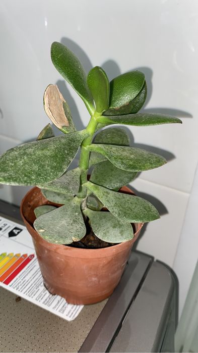 кактусы разные по 500 тенге