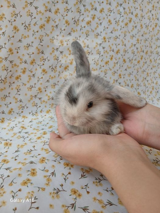 Карликивий куйонлар зоттор куйонлар