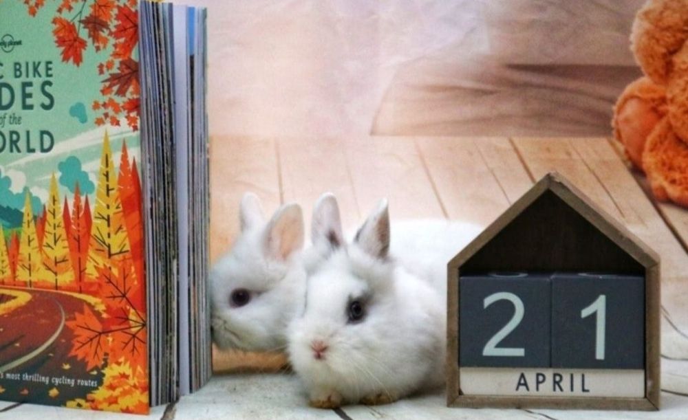 Iepurasi pitici de companie rasa cap de leu