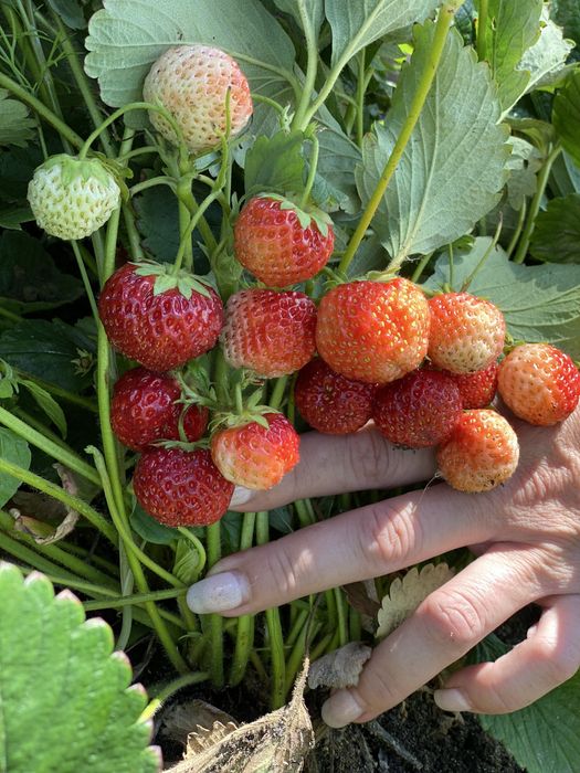 Продам саженцы клубники